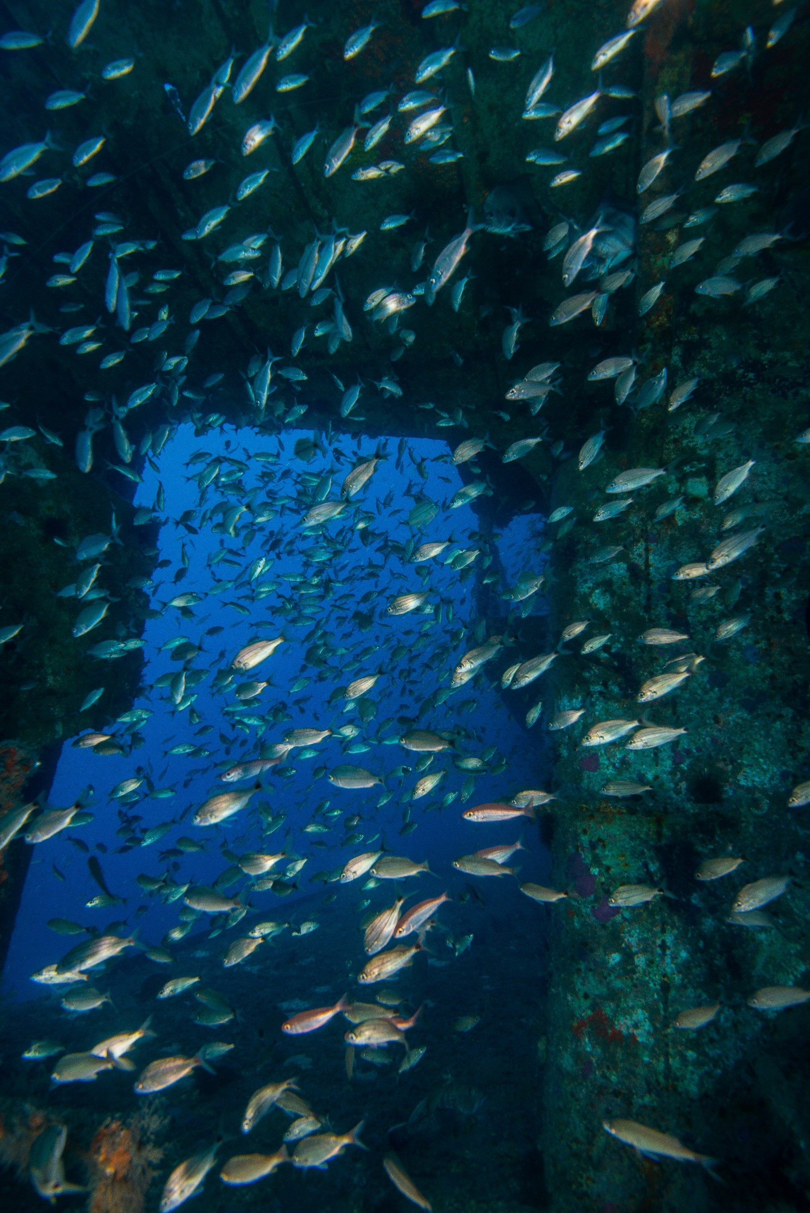 An underwater structure covered in growth forming an artificial reef. The reef is surrounded by fish.