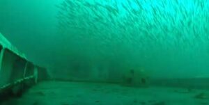 First Calculation of Artificial Reef Area in U.S. Ocean Published (Video)