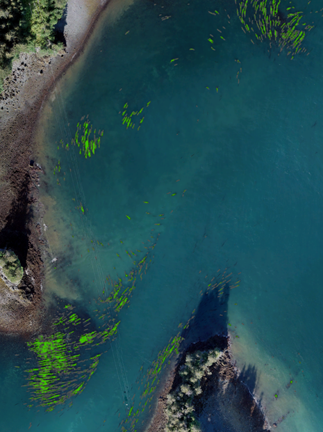 This image of nearshore waters in Kachemak Bay was generated from multiple drone photos that were stitched together and analyzed for floating kelp cover (highlighted in green).