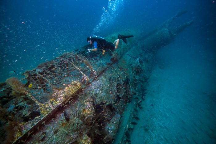 A diver examines a shipwreck covered in growth and surrounded by fish.