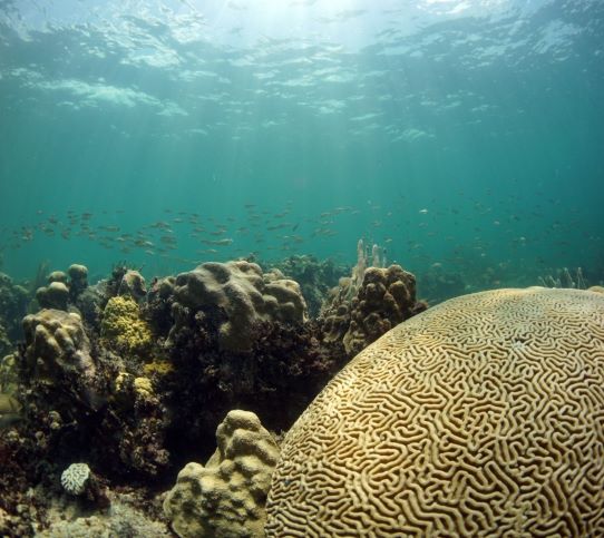several species of coral with fish swimming above in the distance