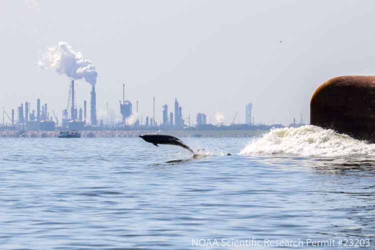 Dolphin jumping out of the water riding boat wake. An oil refinery in the background.