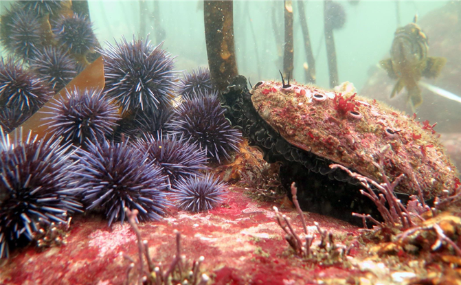 A group of purple urchins (left) next to a red abalone (right). 