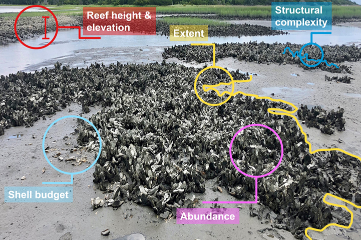 Picture of an intertidal Crassostrea virginica oyster reef with priority metricsidentified by oyster resource managers.