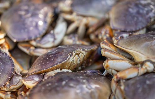 Close-up view of a pile of crabs