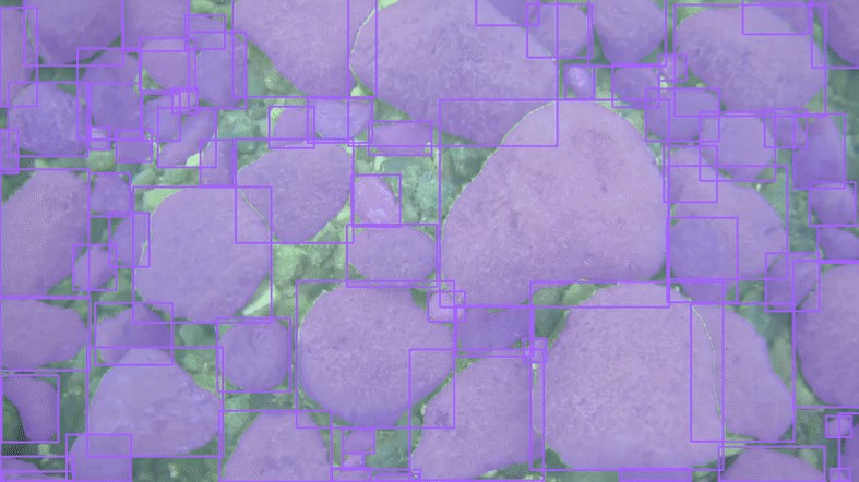 Purple polygons cover rocks on the lake floor