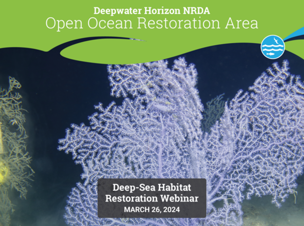 Graphic reads “Deepwater Horizon NRDA Open Ocean Restoration Area. Deep-Sea Habitat Restoration Webinar. March 26, 2024” over an image of deep-water coral. 