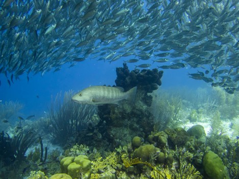 large fish swimming over a coral reef with a school of small fish swimming over.