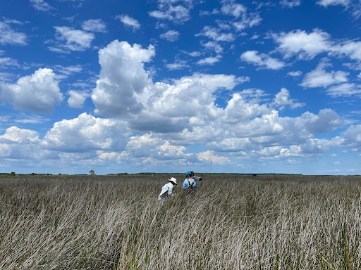 Two people standing in tall, marsh grass collect vegetation samples.