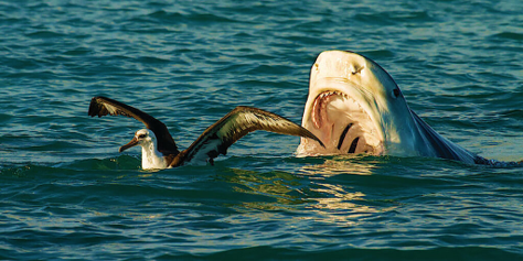 A tiger shark about to eat an albatross