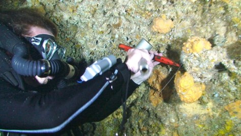 A SCUBA diver samples a sclerosponge in St. Croix