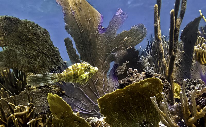 A fish swims through a coral reef.