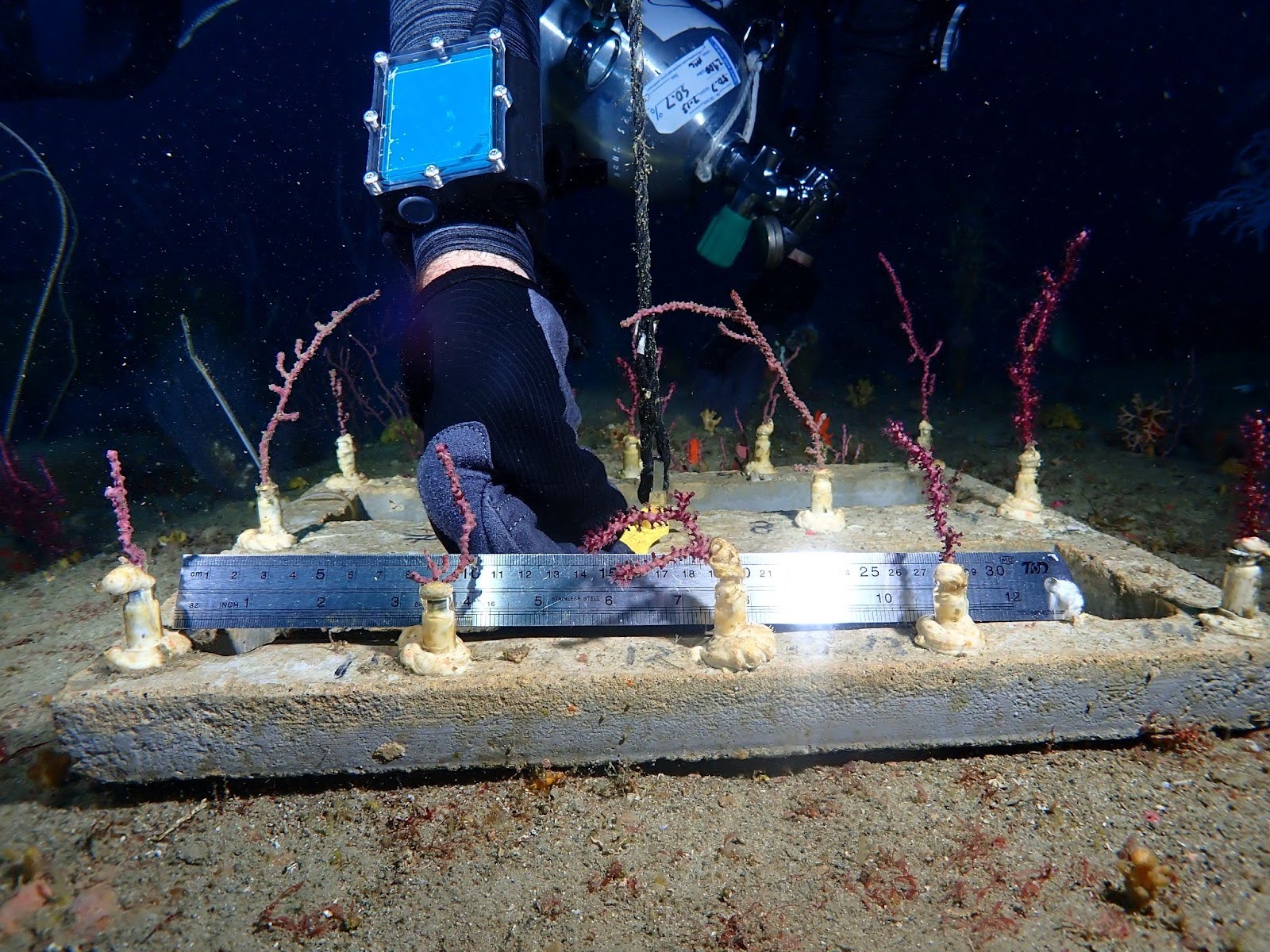 Diver holds a holds a reference marker against coral fragments that have been placed on the seafloor
