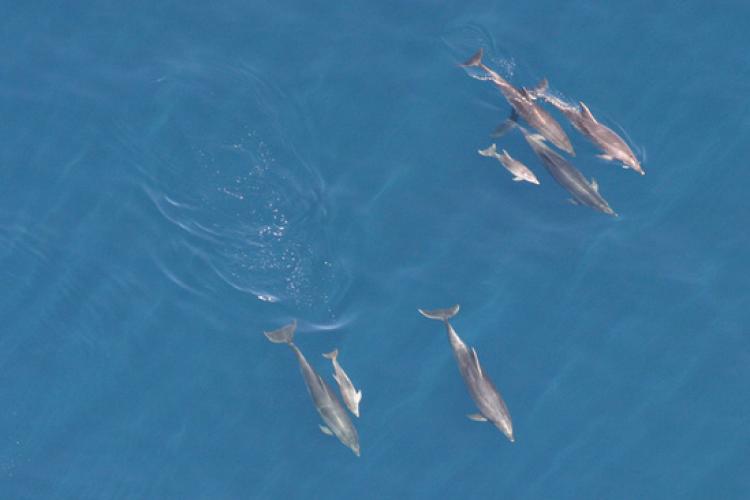 Aerial view of a group of bottlenose dolphins swimming.
