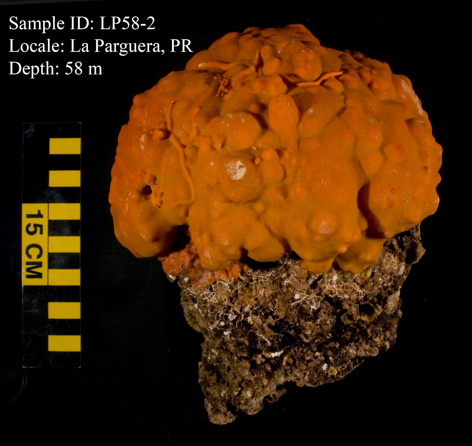 close-up image of orange sclerosponge sample with cm scale