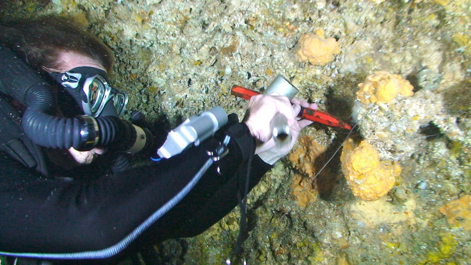 A SCUBA diver sampling a sclerosponge in St. Croix. 