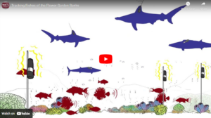 Graphic showing different types of fish swimming over a coral reef.