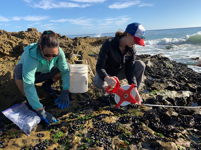 Two researchers collect mussels from Southern California's rocky intertidal zone.