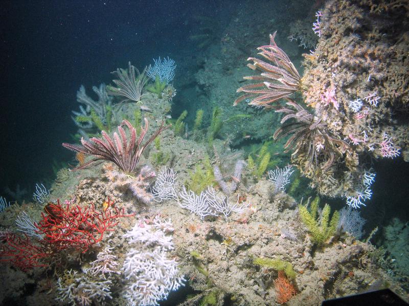 Photo of deep-sea reef community in Gulf of Mexico collected as part of the research team’s restoration activities, 2022. 