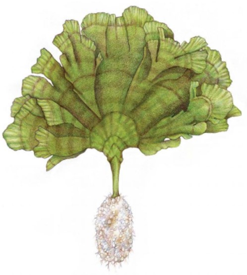 Illustration of Udotea flabellum, a benthic algal species generally found in sandy, shallow-water habitats to 10 m depths as well as in offshore algal plains throughout the Caribbean Sea.