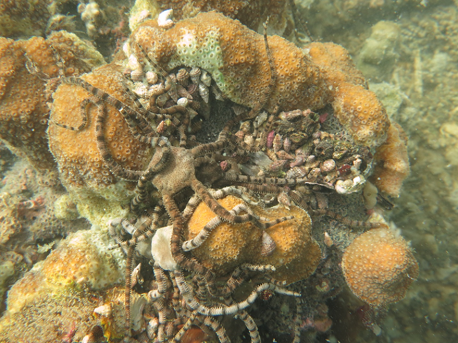 Brittle stars sitting on the top of boulder corals.