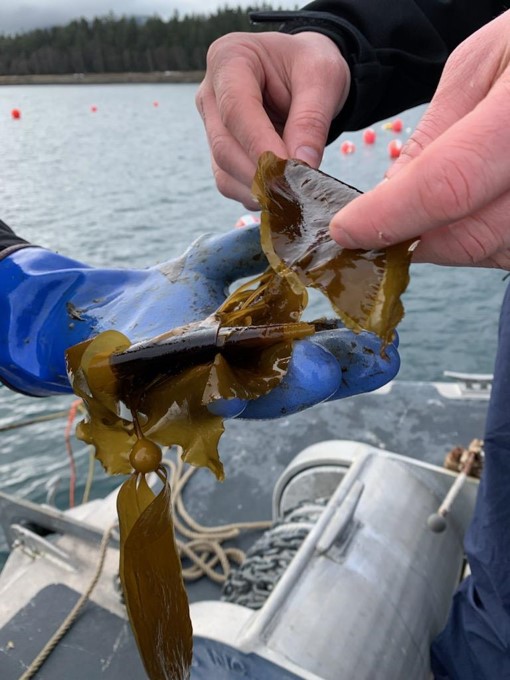 person holds a piece of kelp on a boat 