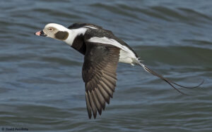 long tailed duck flying over the ocean