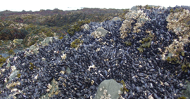 Mussels-data-download