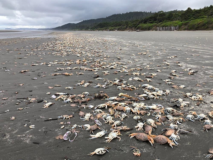 A massive amount of dead Dungeness crabs washed up on Kalaloch Beach in Washington. 