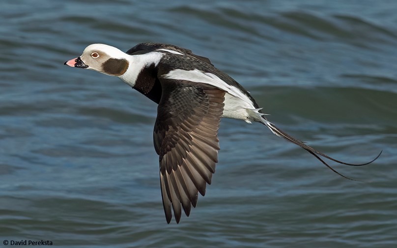  Long-tailed Duck flying over the ocean.