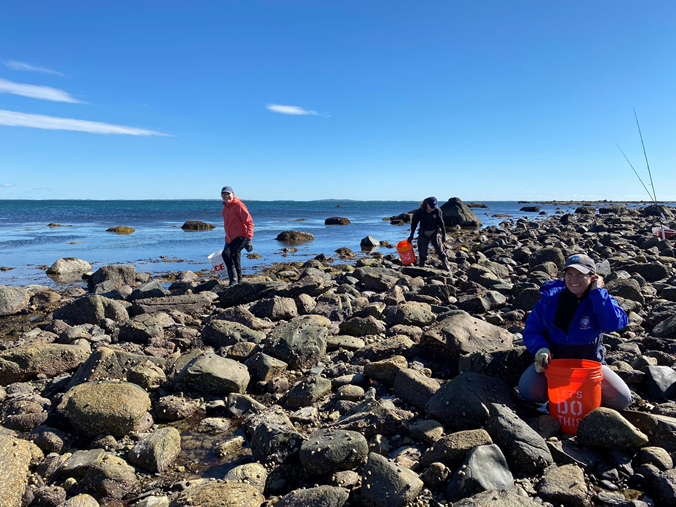 Three Mussel Watch collaborators collect mussels from rocky intertidal zone in along Buzzards Bay, Massachusetts.