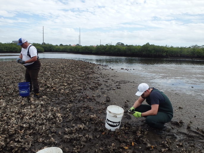 Two researchers collecting oysters from oyster bed along Tampa Bay, Florida.