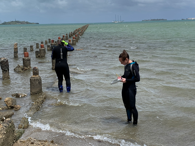 Two researchers standing in ankle-deep water to collect oysters from Kaneohe Bay, Hawaii.