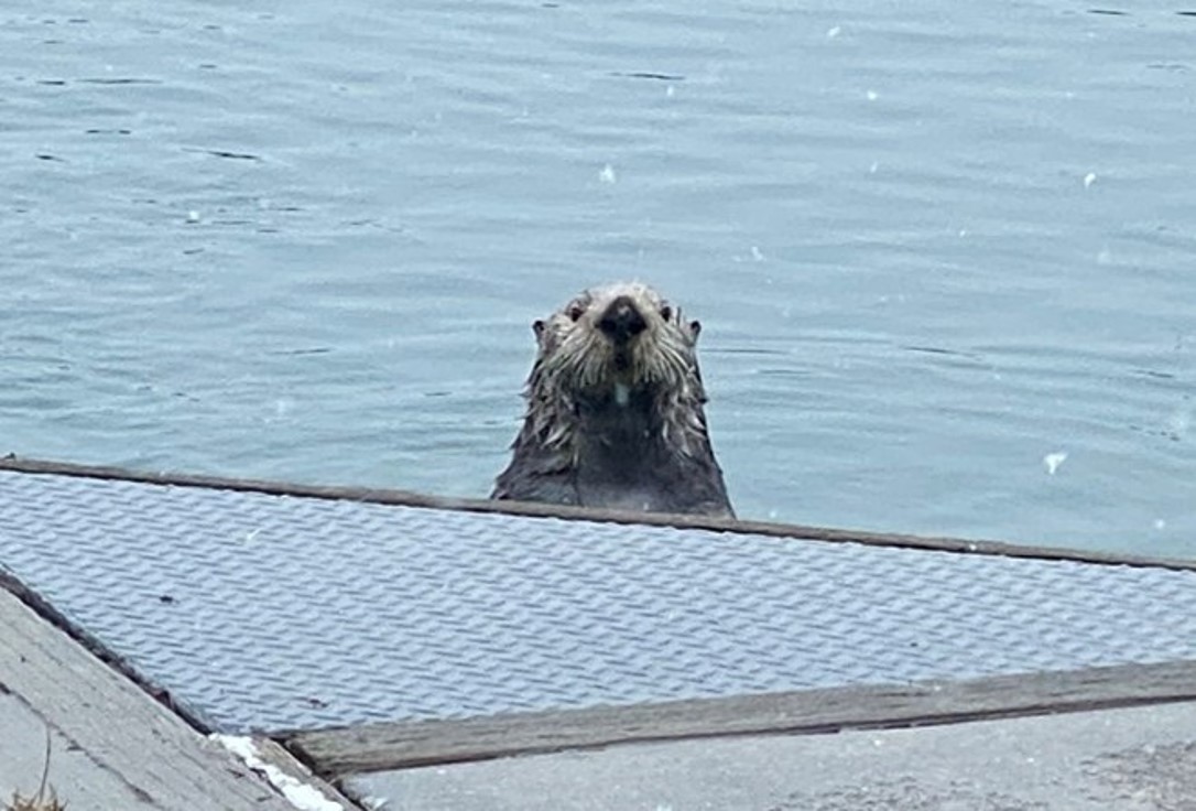 Otter pokes its head over the edge of a dock