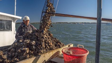  Waterman culls oysters aboard a boat in Broad Creek.
Credit: Dave Harp
