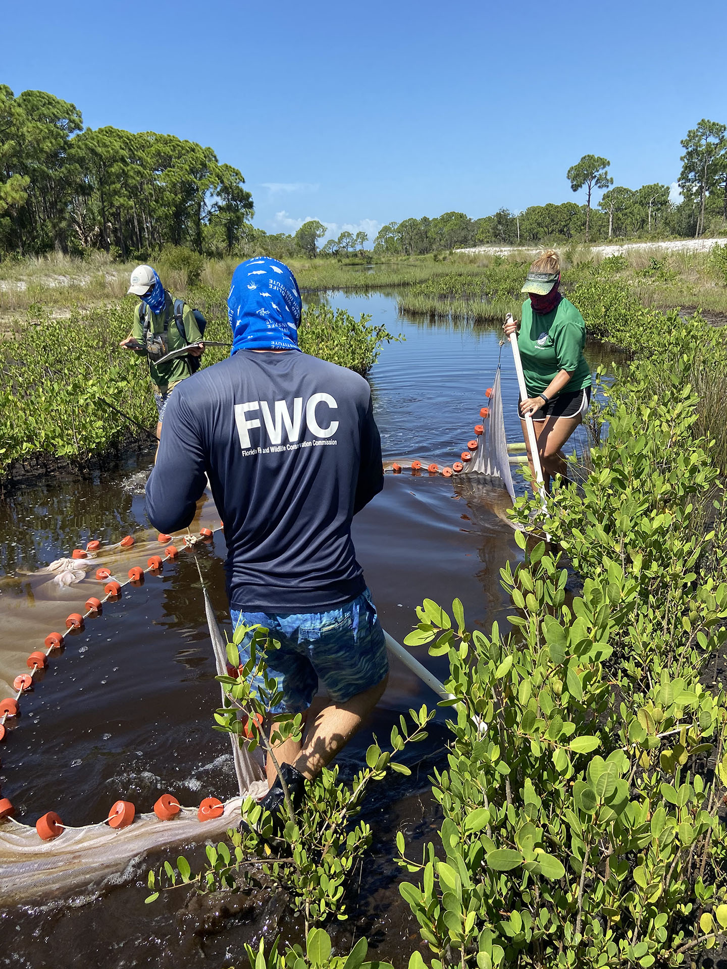 three FWC researchers use a seine net to sample fish in an experimental salt marsh pond.