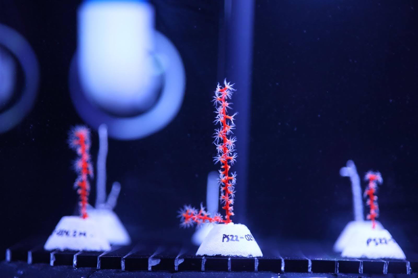 three small coral fragments in laboratory aquaria