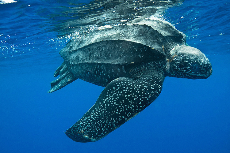 Close-up of leatherback sea turtle just under the water surface.