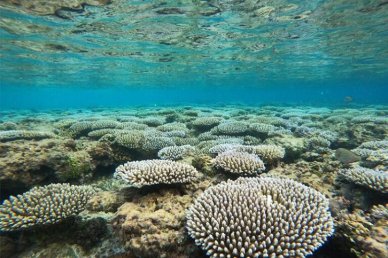 underwater photo of coral reef (Acropora sp.) in Guam 