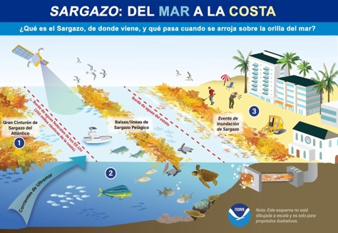 Graphic shows the benefits of sargassum in the ocean, how it's pushed ashore, and the hazards it poses on the beach.