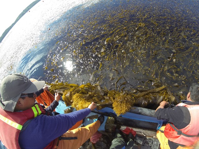 Two men pull kelp out of the water over the edge of a boat