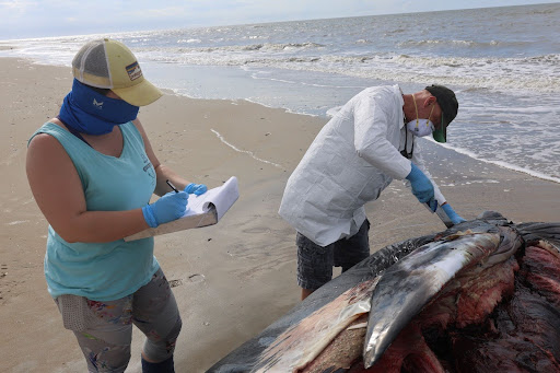 two people investigate and sample a dead minke whale on the beach