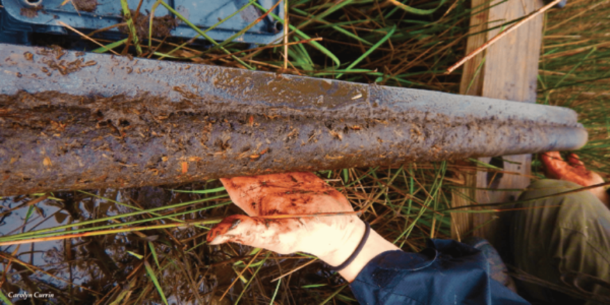 Person in a marsh holds a sediment core