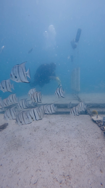 Diver replaces sediment traps deployed at Kimberly’s Reef off Bonita Springs, Florida.