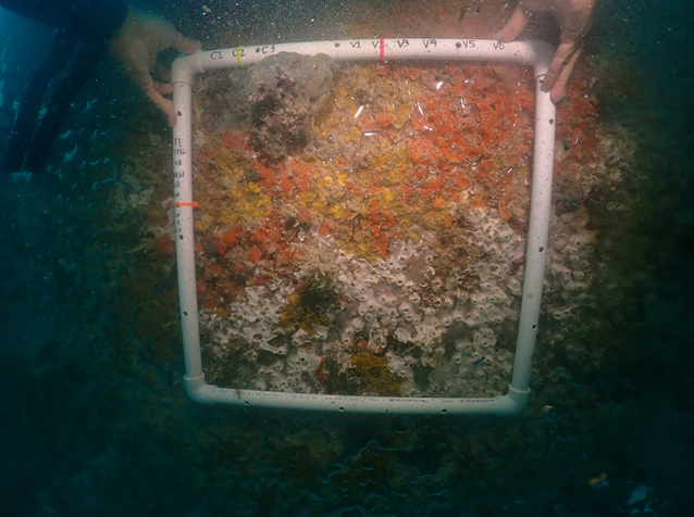 This photo shows early colonizers on the inside roof of one of the concrete culverts at Kimberly’s Reef Complex nearly one year after deployment