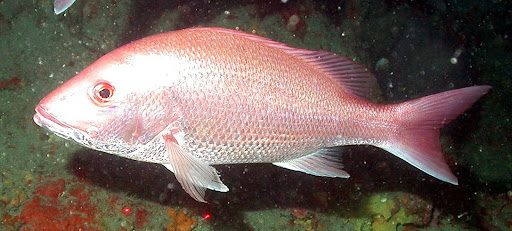 Gulf of Mexico Red Snapper Larval Model Suggests Managing Fishery as Two Stocks