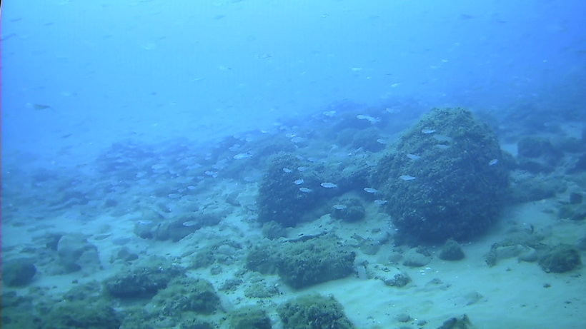 A school of fish above important benthic habitats, recorded while ground-truthing the lakebed off Port Washington, Wisconsin.