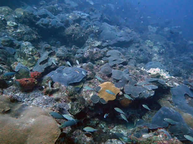 Montastraea cavernosa is an abundant coral species on shallow and mesophotic reefs, as seen here in the Flower Garden Banks National Marine Sanctuary at a depth of roughly 35 meters. 