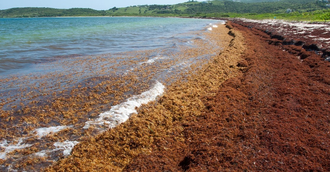 Spongy orange substance (sargassum) lines a beach and is floating in the water.