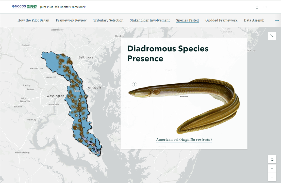 Map highlights Patuxent River and includes brown dots that indicate diadromous species presence and shows a photo of an American eel.